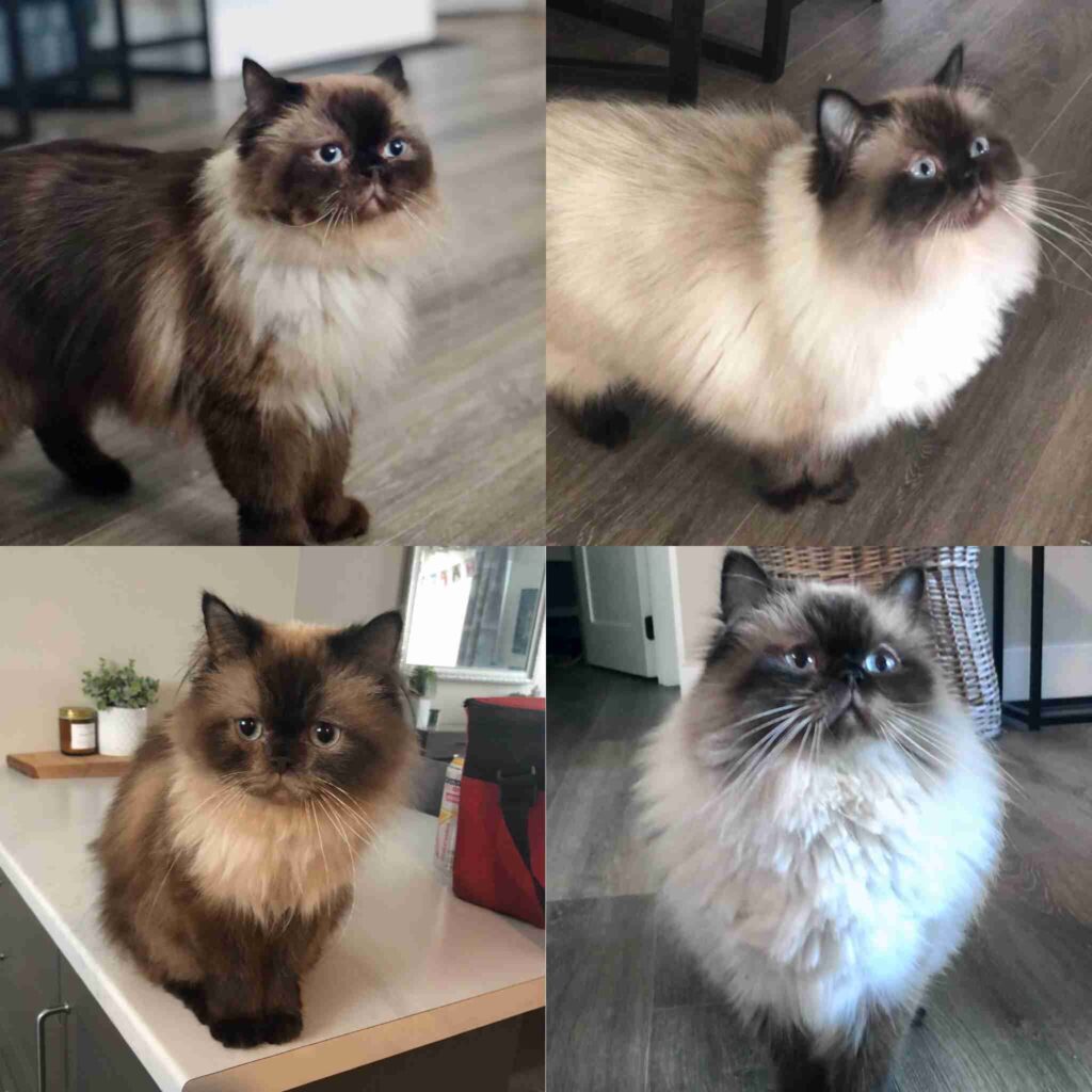 Colors of Himalayan Cats