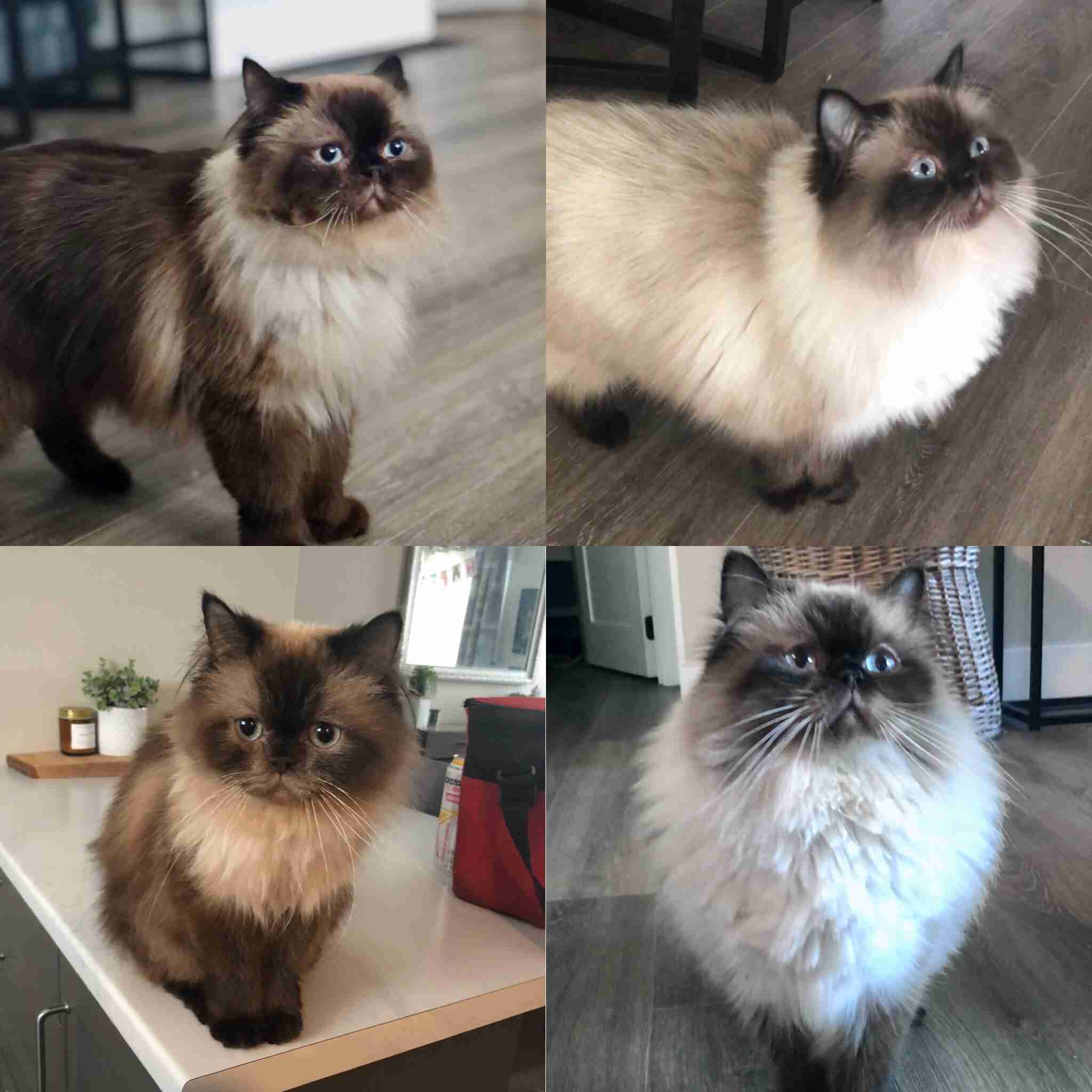 Colors of Himalayan Cats