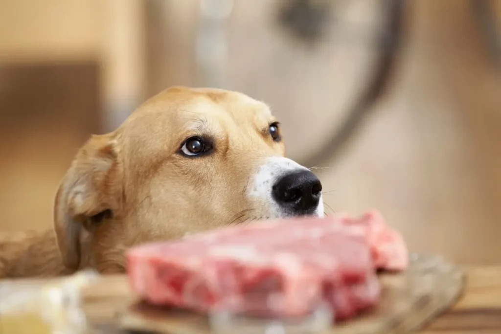 Do Dogs Prefer Cooked or Raw Meat