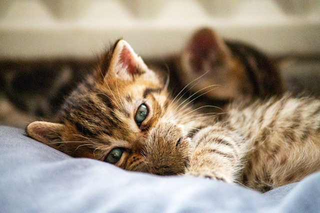 Do Father Cats Recognize Their Kittens