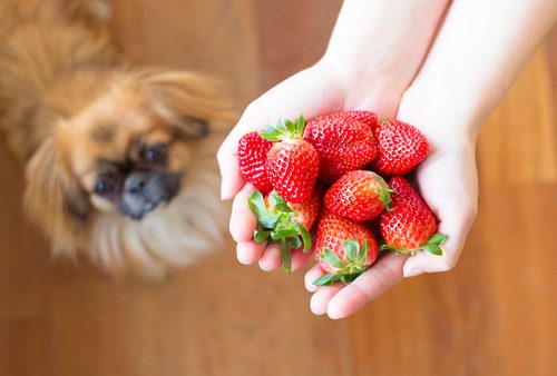Do Strawberries Help Keep Your Dog’s Teeth Healthy