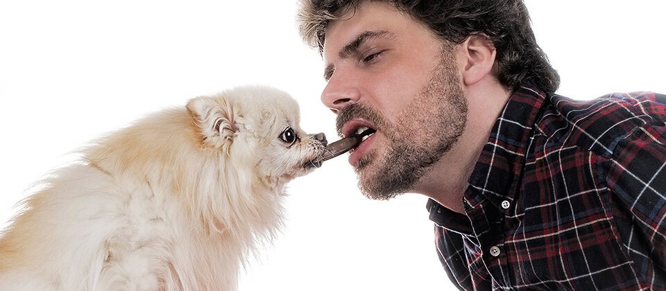 Dog Eats Chocolate
