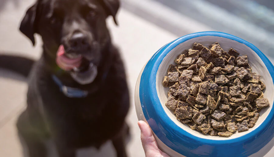 Feed Dogs With Diarrhea