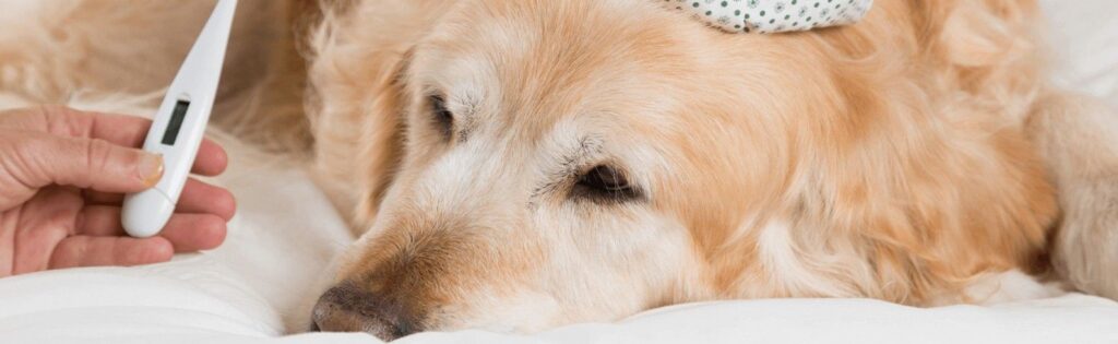 Fever in Dogs
