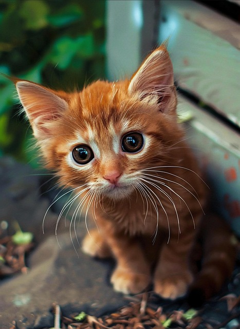 Garfield Cats and the Orange Tabby