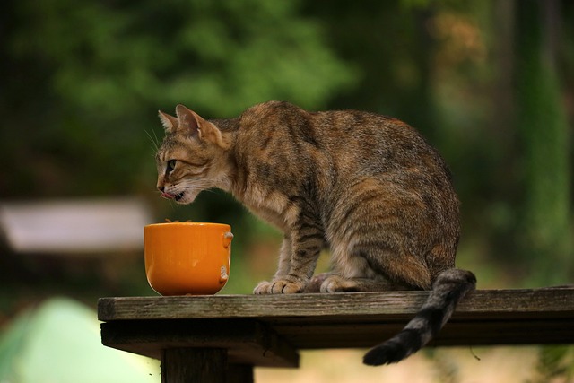 How Many Times a Day a Cat Should Eat