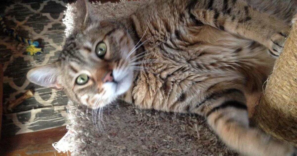 Hybrid Half Cat Half Bobcat