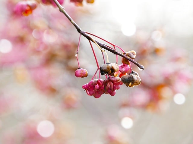 Is Bacopa Toxic to Dogs