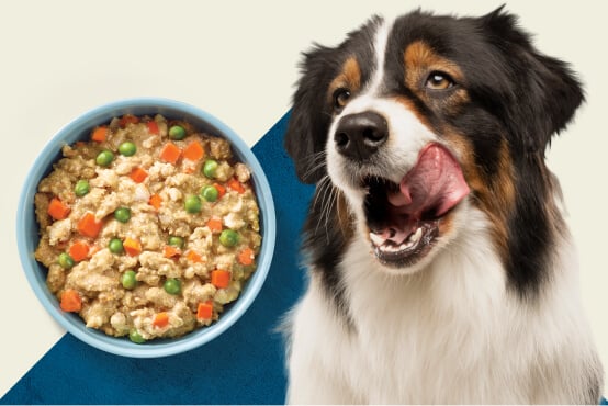 Is Blue Buffalo a Healthy Choice for Your Dog