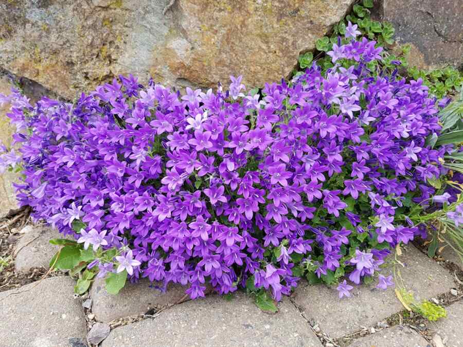 Is Campanula Toxic to Dogs