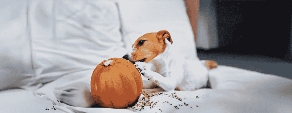 Is Canned Pumpkin Safe For Dog