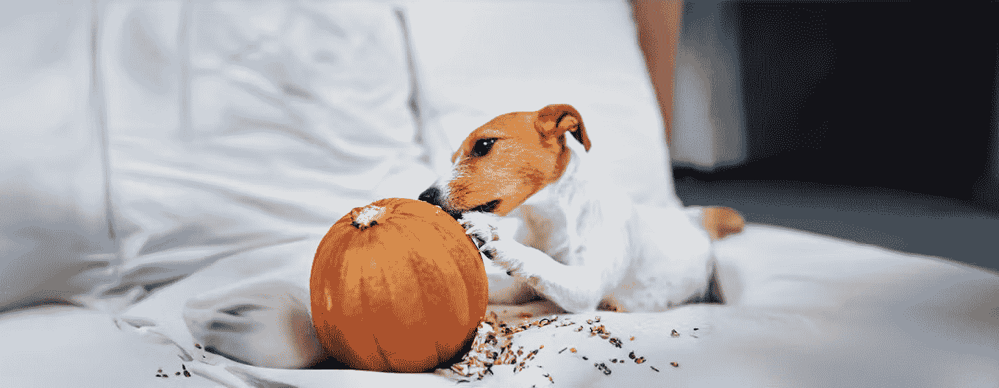 Is Canned Pumpkin Safe For Dog