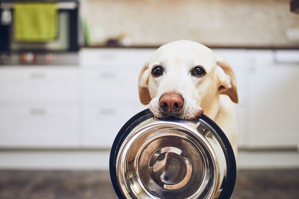 Is Sodium Benzoate Safe for Dogs