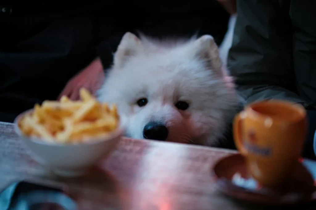Is Table Food Bad for Dogs