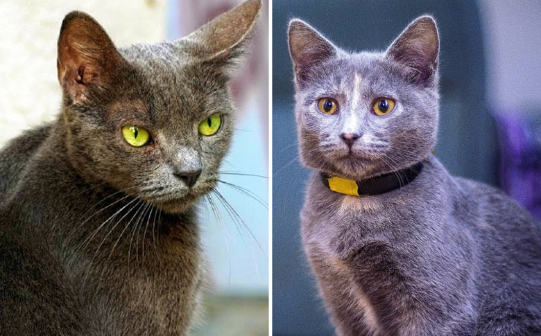Korat vs Russian Blue