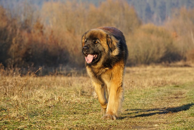 Leonberger Dogs and Their Drooling Habits