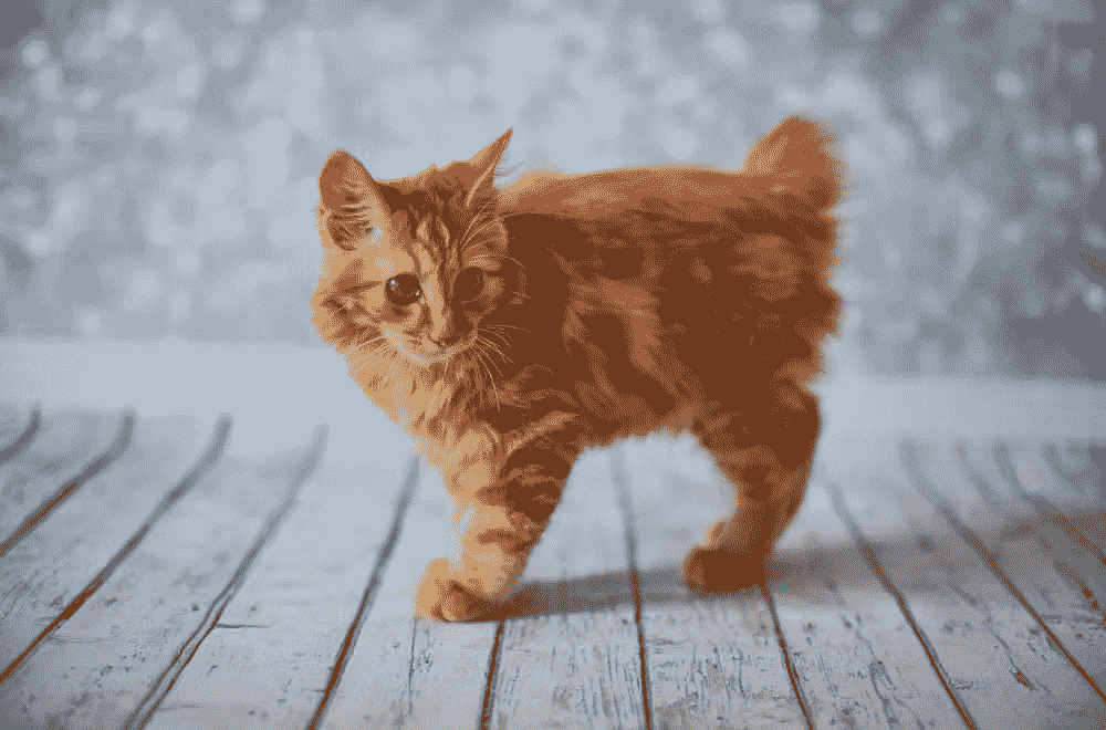Lion Cat Breed