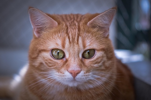 Living With a Mackerel Tabby Cat