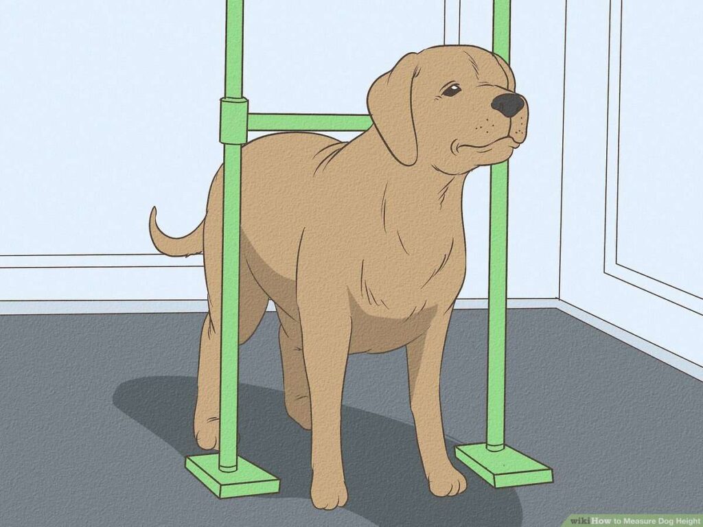 Measure a Dog’s Length
