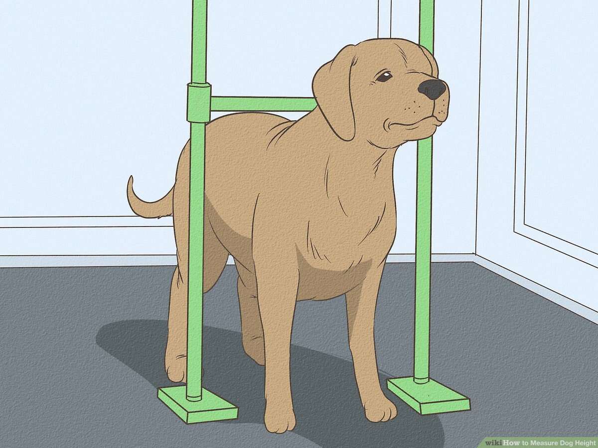 Measure a Dog’s Length