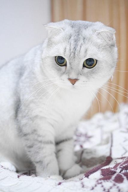 Munchkin Scottish Fold Cat