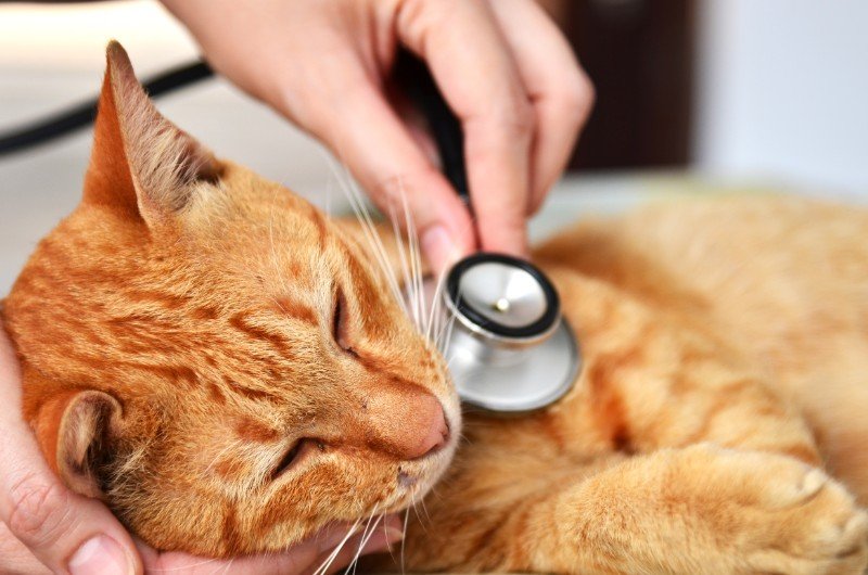 Normal Breathing Rate in Cats