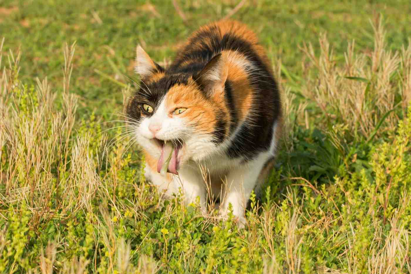 Pink Liquid In Cat Vomit