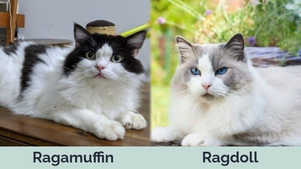 Ragamuffin vs Ragdoll