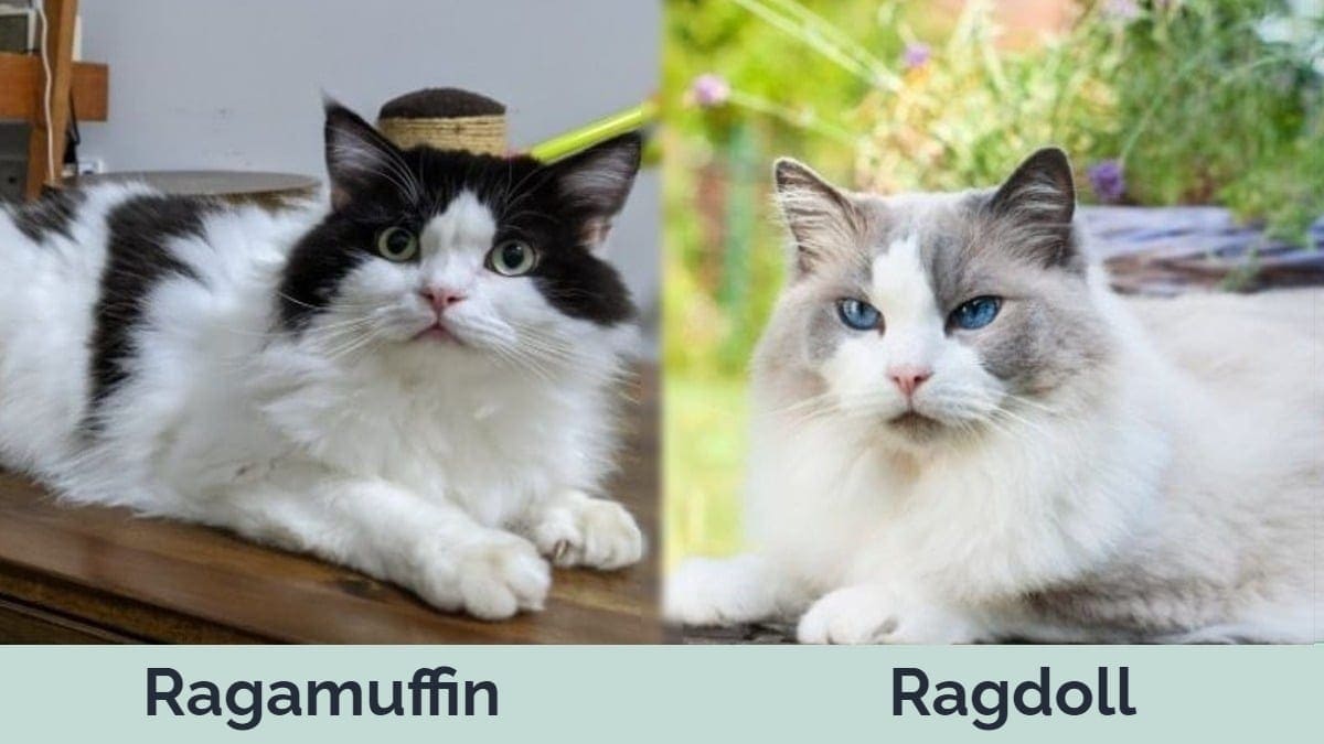 Ragamuffin vs Ragdoll