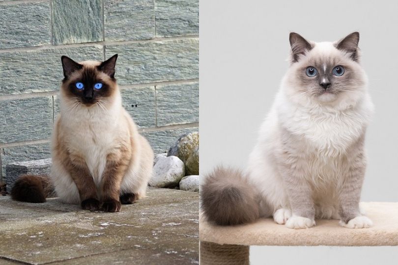 Ragdoll vs Siamese Cats