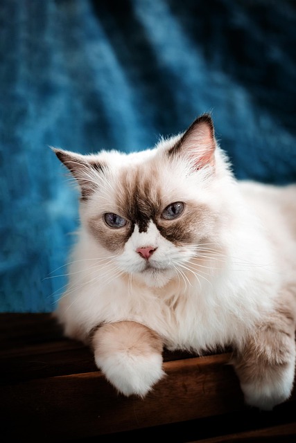 Seal Point Ragdoll Cats