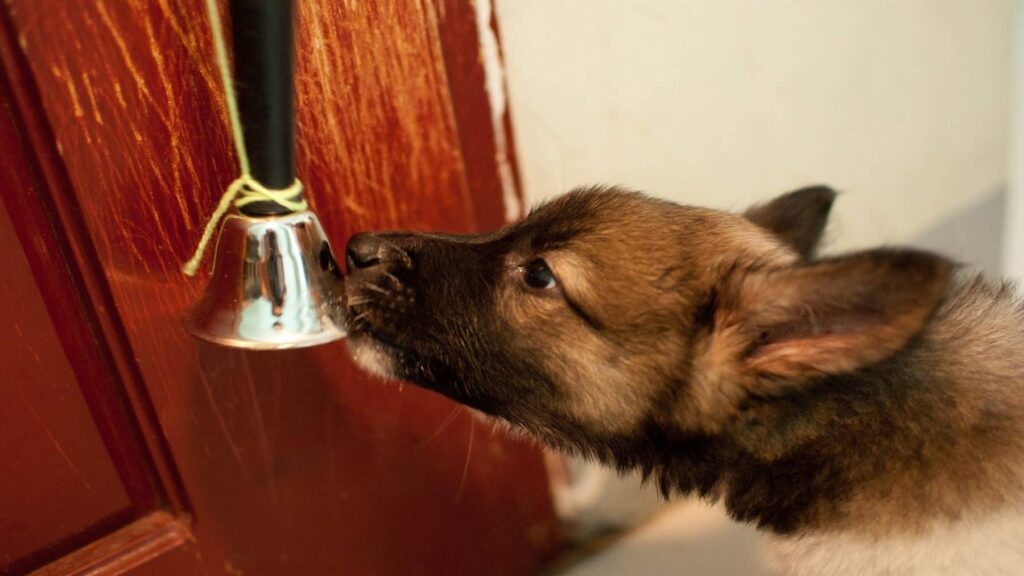 Teaching Your Dog to Use a Bell