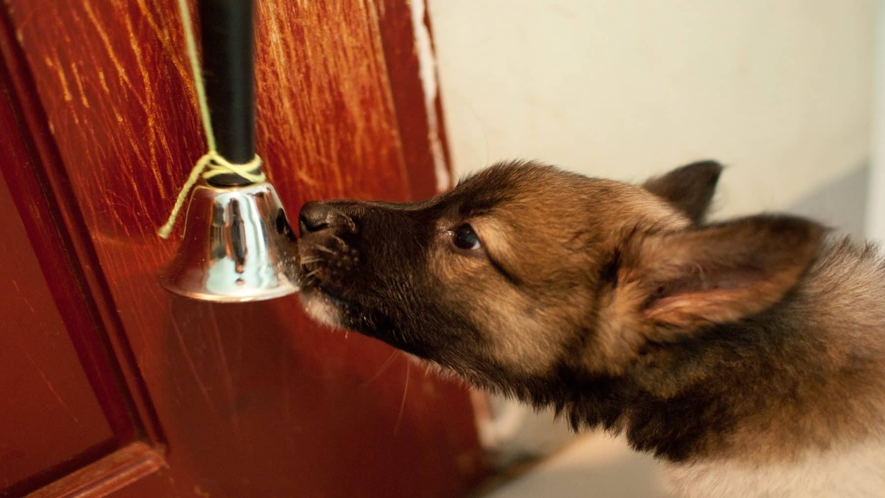 Teaching Your Dog to Use a Bell