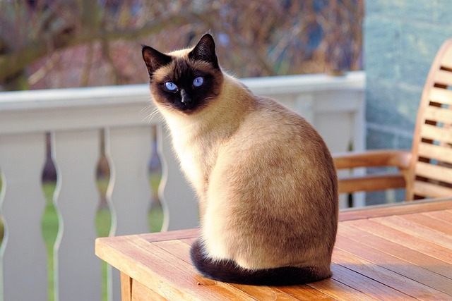 Train a Seal Point Siamese Cat Effectively