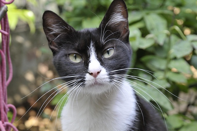 Types of Tuxedo Cats