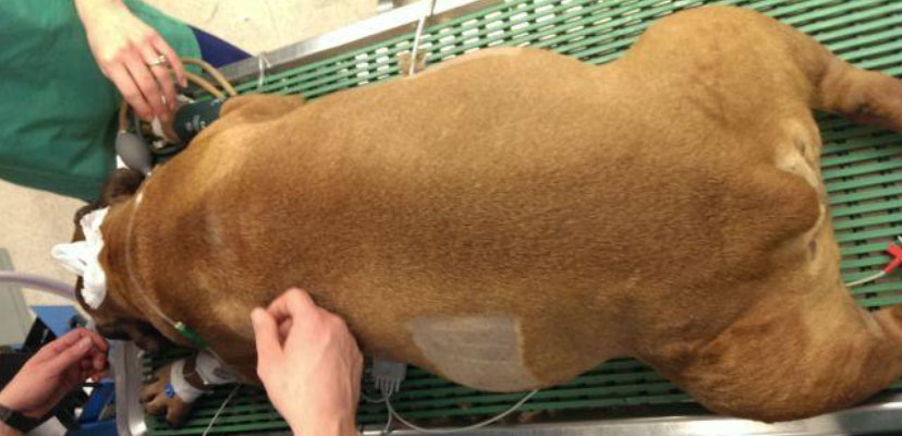 What Causes Bloat in Dogs