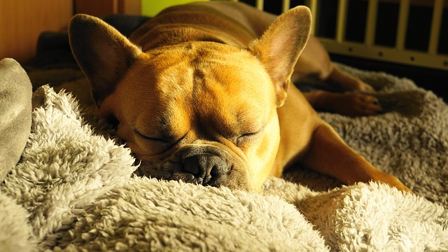 Why Your Dog Snores So Loud at Night