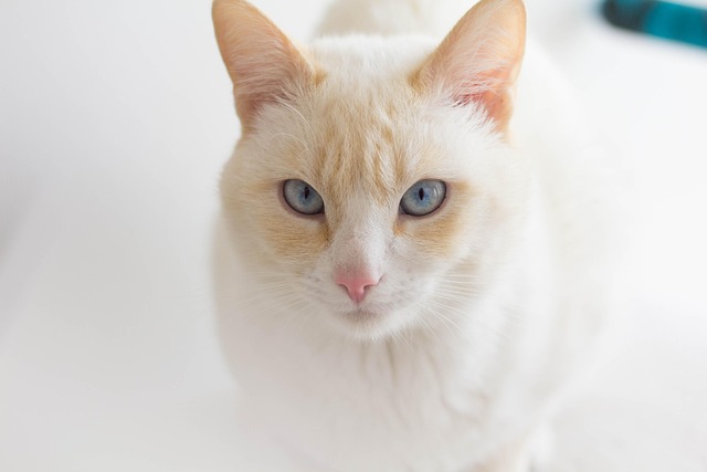 Albino Cats and White Cats