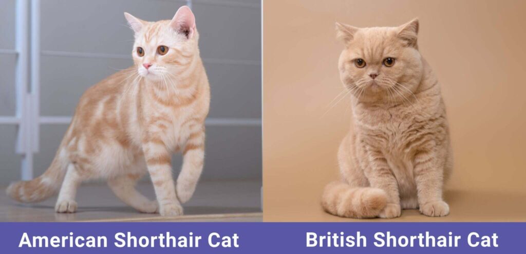 American Shorthair vs British Shorthair