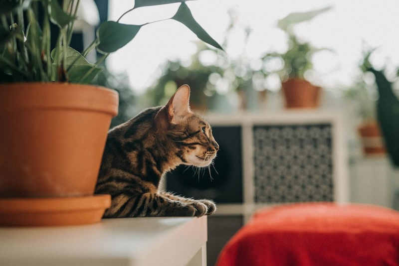 Anthurium Plants and Cat Safety