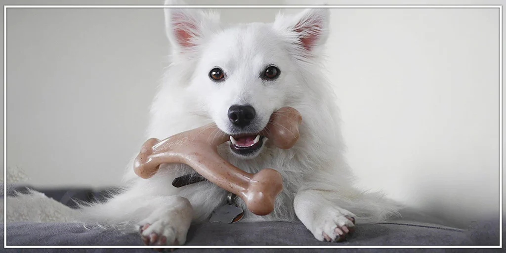 Are Benebones Safe for Dogs