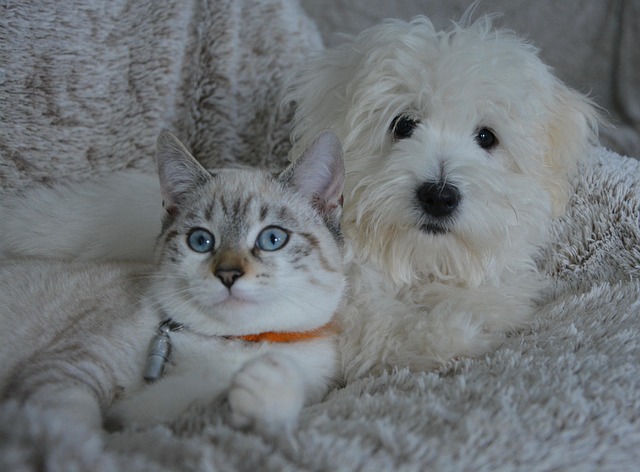 Are Cats Easier to Care for Than Dogs