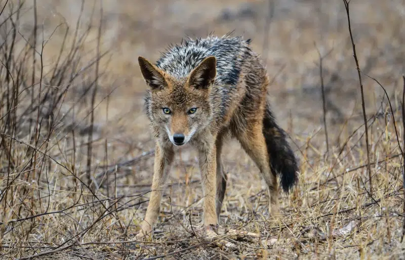 Are Coyotes Really Dogs