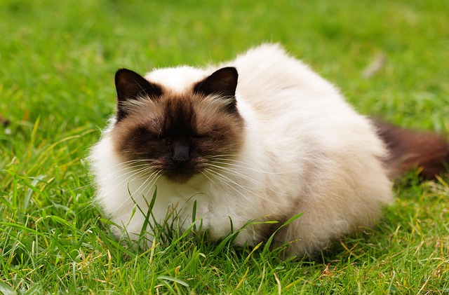 Are Himalayan Cats Hypoallergenic