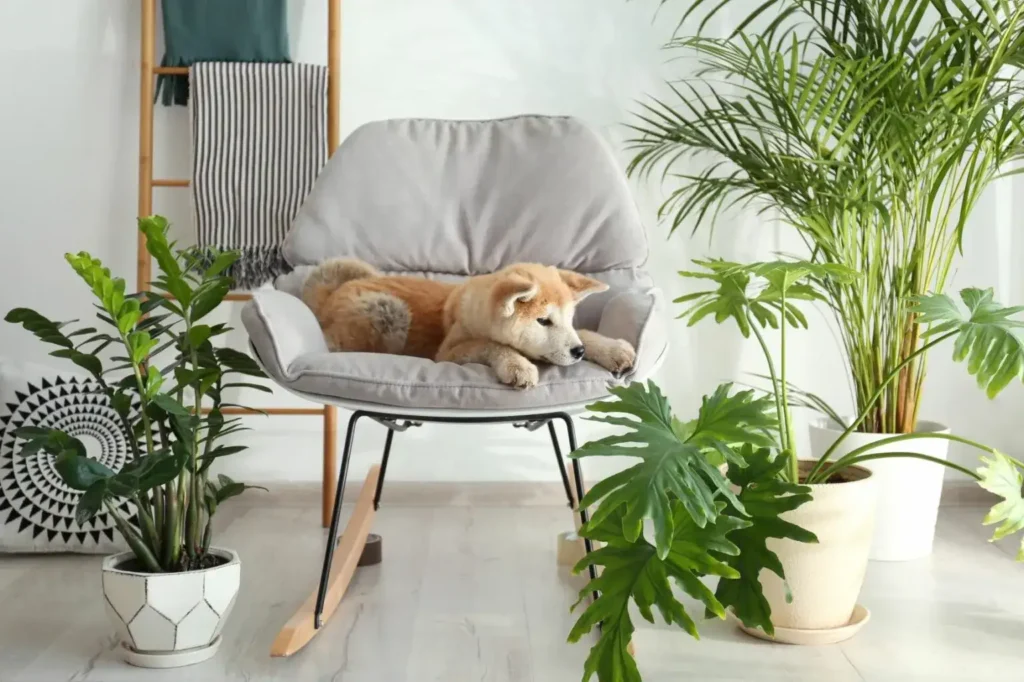 Are Junipers Toxic to Dogs