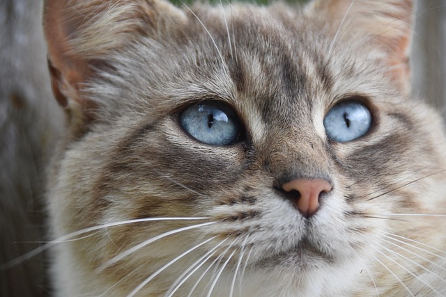 Blue Tortoiseshell Cat