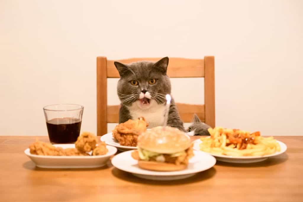 Can Cats Eat French Fries