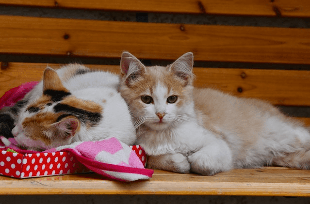 Can Cats Eat Kidney Beans