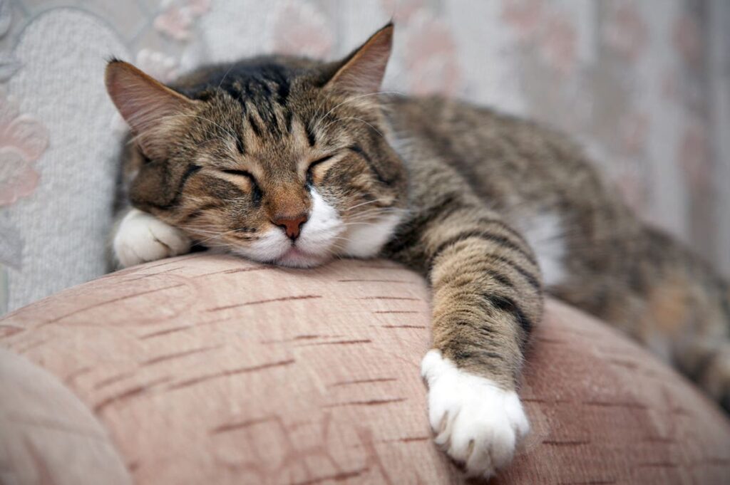 Can Cats Eat Sesame Seeds