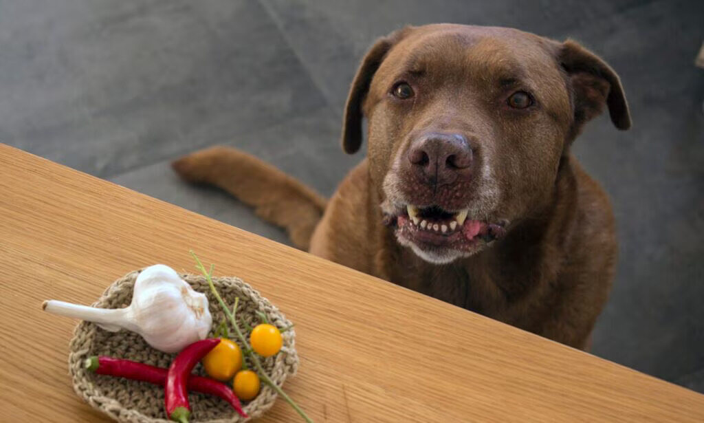 Can Dogs Eat Clove Spice
